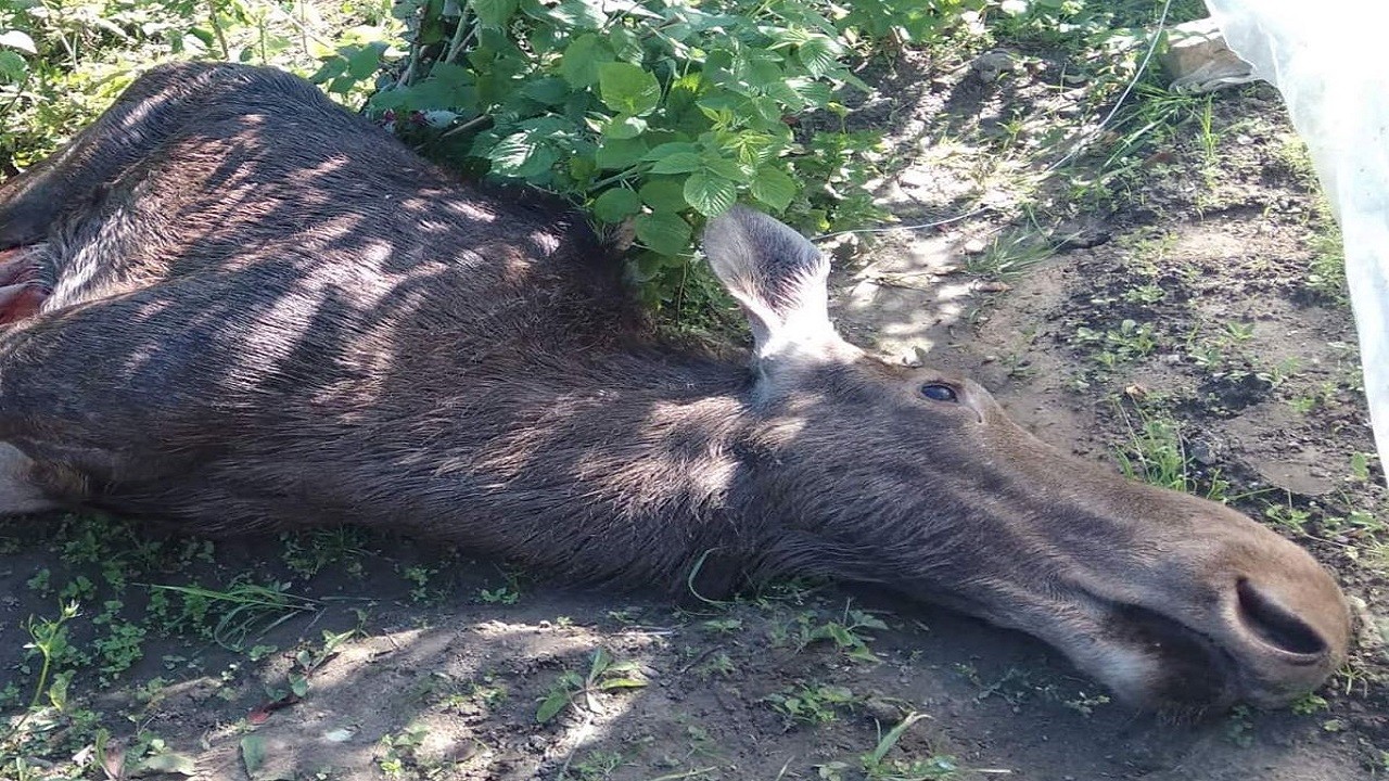 У Львові лось потрапив на приватне подвір’я та загинув (ВІДЕО)