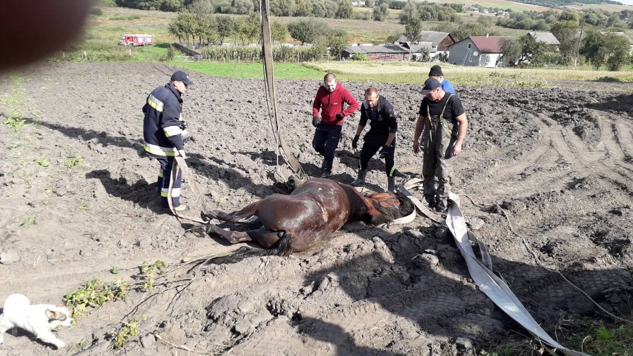 Рятувальники витягнули із колодязя коня (ФОТО)