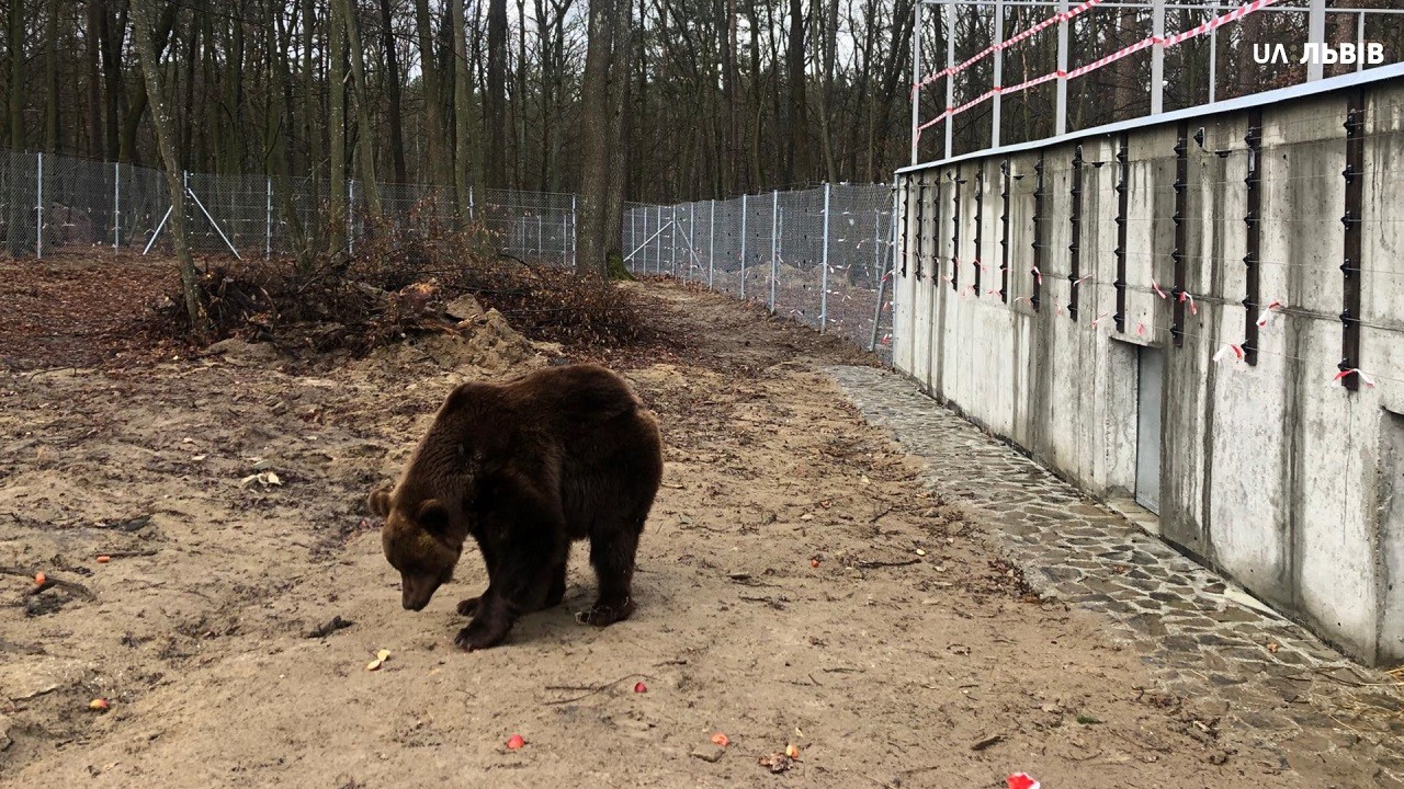 12-річного ведмедя Мішу привезли у притулок «Домажир»