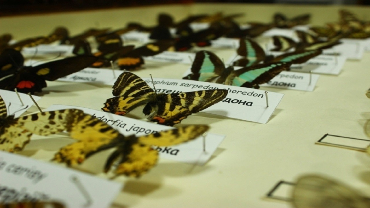 У Зоологічному музеї показали колекцію комах (ФОТО)