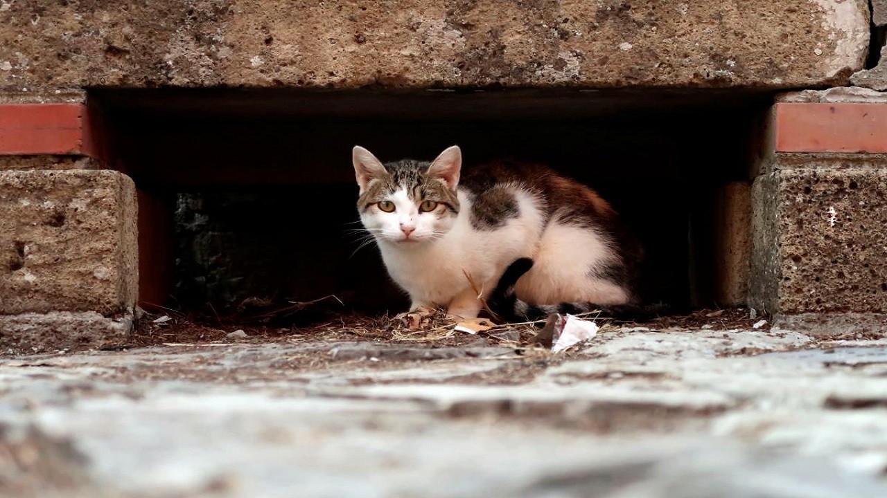У Львові проведуть перший у світі підрахунок безпритульних котів