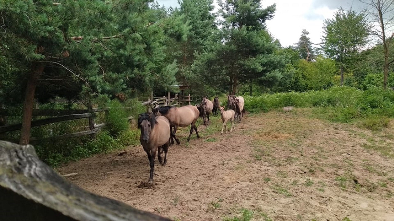 У Яворівському національному парку показали як живуть нащадки диких коней тарпанів (ВІДЕО)