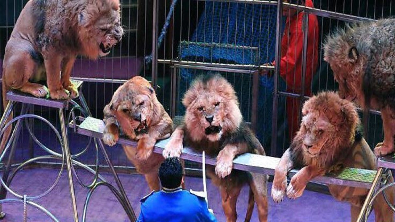 У Львові хочуть заборонити  тварин у цирках